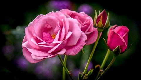 Обои цветы, бутоны, розы, букет, розовые, flowers, buds, roses, bouquet, pink разрешение 3000x1777 Загрузить