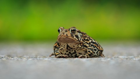 Обои природа, фон, лягушка, nature, background, frog разрешение 1920x1080 Загрузить