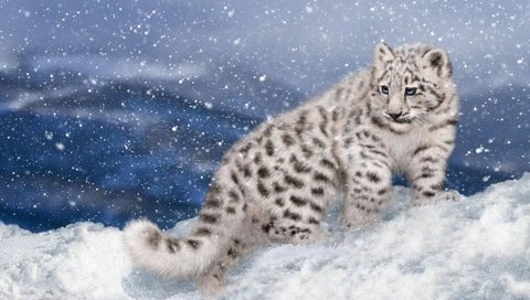 Обои арт, снег, зима, котенок, снежный барс, ирбис, art, snow, winter, kitty, snow leopard, irbis разрешение 1920x1200 Загрузить