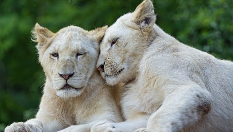 Обои пара, кошки, львы, львята, белый лев, ©tambako the jaguar, pair, cats, lions, the cubs, white lion разрешение 2880x1917 Загрузить