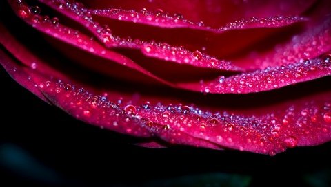 Обои макро, цветок, капли, роза, лепестки, macro, flower, drops, rose, petals разрешение 2048x1152 Загрузить