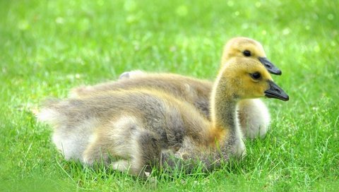 Обои трава, природа, птицы, утята, утки, маленькие, grass, nature, birds, ducklings, duck, small разрешение 2048x1360 Загрузить