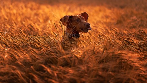 Обои природа, поле, собака, колосья, животное, пес, голова, nature, field, dog, ears, animal, head разрешение 2048x1149 Загрузить