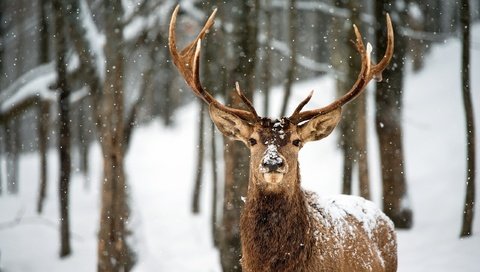 Обои деревья, снег, лес, олень, зима, рога, trees, snow, forest, deer, winter, horns разрешение 2560x1600 Загрузить