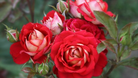 Обои цветы, природа, бутоны, розы, красные, куст, flowers, nature, buds, roses, red, bush разрешение 2048x1365 Загрузить