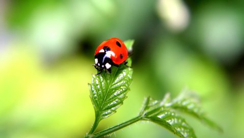 Обои жук, насекомое, лист, божья коровка, растение, beetle, insect, sheet, ladybug, plant разрешение 1920x1200 Загрузить