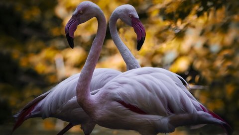 Обои фламинго, птицы, пара, flamingo, birds, pair разрешение 1920x1200 Загрузить