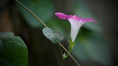 Обои цветок, лоза, розовая, вьюнок, ипомея, flower, vine, pink, bindweed, morning glory разрешение 4701x2909 Загрузить