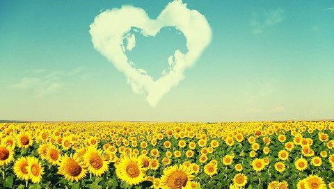 Обои облака, пейзаж, поле, лето, сердце, подсолнухи, clouds, landscape, field, summer, heart, sunflowers разрешение 1920x1200 Загрузить