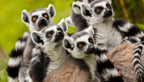 Обои лемуры, лемур, приматы, семейство, кошачий лемур, катта, lemurs, lemur, primates, family, a ring-tailed lemur, katta разрешение 2880x1920 Загрузить