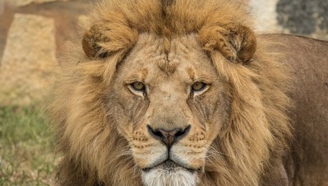 Обои взгляд, хищник, лев, царь зверей, look, predator, leo, the king of beasts разрешение 2880x1920 Загрузить