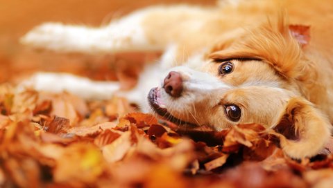 Обои морда, листья, настроение, взгляд, осень, собака, face, leaves, mood, look, autumn, dog разрешение 2048x1365 Загрузить