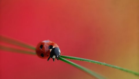 Обои трава, насекомое, божья коровка, растение, grass, insect, ladybug, plant разрешение 2048x1360 Загрузить