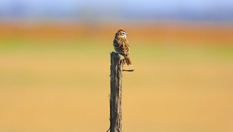 Обои птица, воробей, деревянный столб, bird, sparrow, wood post разрешение 2048x1573 Загрузить