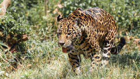 Обои хищник, ягуар, прогулка, язык, зоопарк, дикая кошка, predator, jaguar, walk, language, zoo, wild cat разрешение 2048x1366 Загрузить