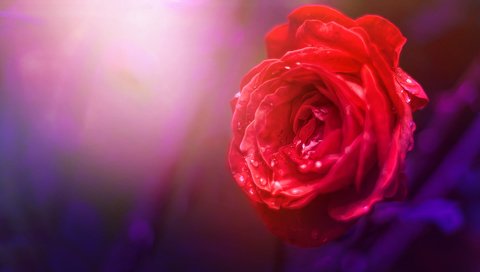 Обои природа, фон, цветок, роза, nature, background, flower, rose разрешение 3978x2652 Загрузить