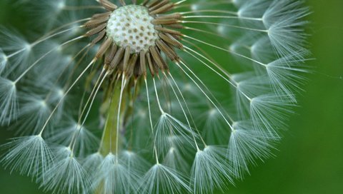 Обои природа, цветок, одуванчик, былинки, nature, flower, dandelion, blade разрешение 2048x1360 Загрузить