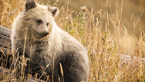 Обои морда, природа, фон, взгляд, медведь, сухая трава, face, nature, background, look, bear, dry grass разрешение 2046x1268 Загрузить