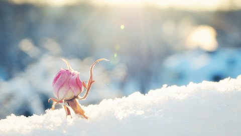 Обои снег, цветок, роза, бутон, розовая, солнечно, snow, flower, rose, bud, pink, sunny разрешение 1920x1200 Загрузить