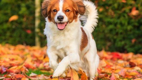Обои листья, настроение, осень, собака, радость, коикерхондье, leaves, mood, autumn, dog, joy, kooikerhondje разрешение 2560x1707 Загрузить