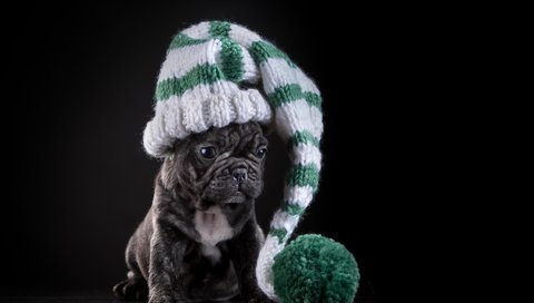 Обои собака, щенок, черный фон, шапка, французский бульдог, dog, puppy, black background, hat, french bulldog разрешение 4802x3201 Загрузить