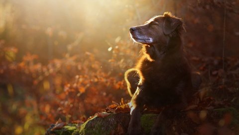 Обои природа, мордочка, осень, собака, профиль, лапки, осенние листья, eloisa mannion, nature, muzzle, autumn, dog, profile, legs, autumn leaves разрешение 2048x1365 Загрузить