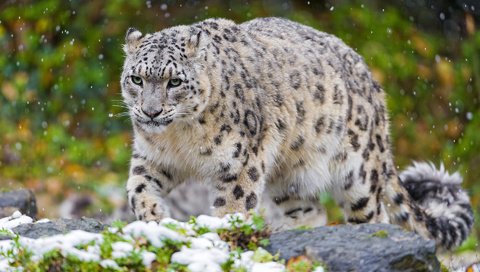 Обои снег, кошка, хищник, снежный барс, ирбис, snow, cat, predator, snow leopard, irbis разрешение 1920x1200 Загрузить
