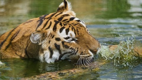 Обои тигр, морда, вода, водоем, брызги, купание, дикая кошка, tiger, face, water, pond, squirt, bathing, wild cat разрешение 3800x2353 Загрузить