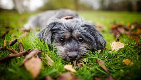 Обои трава, природа, мордочка, взгляд, собака, друг, осенние листья, grass, nature, muzzle, look, dog, each, autumn leaves разрешение 2560x1707 Загрузить