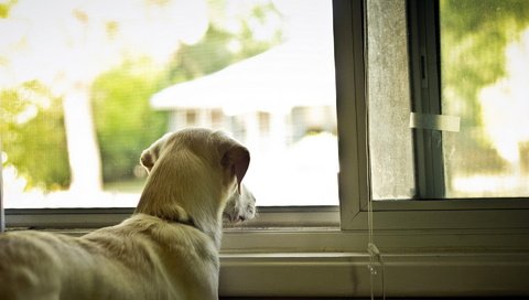 Обои собака, дом, окно, dog, house, window разрешение 1920x1200 Загрузить
