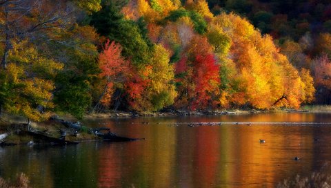 Обои деревья, природа, пейзаж, осень, утки, trees, nature, landscape, autumn, duck разрешение 2048x1358 Загрузить