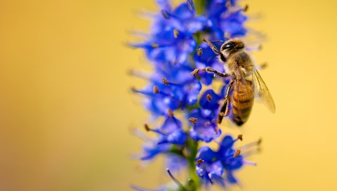 Обои макро, насекомое, цветок, растение, пчела, macro, insect, flower, plant, bee разрешение 2048x1371 Загрузить