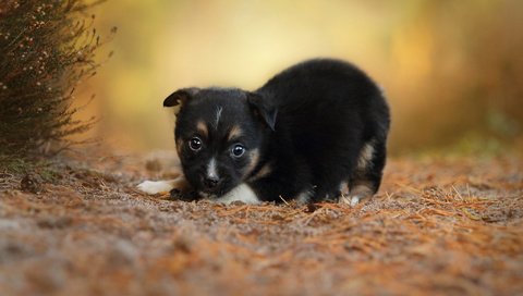 Обои собака, щенок, малыш, dog, puppy, baby разрешение 2048x1365 Загрузить