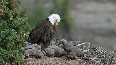 Обои природа, птицы, хищники, птенцы, орлы, nature, birds, predators, chicks, the eagles разрешение 2048x1119 Загрузить