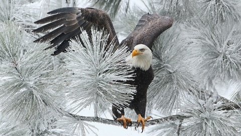 Обои ветка, зима, птица, орлан, ястреб, белоголовый, branch, winter, bird, orlan, hawk, bald разрешение 1920x1200 Загрузить