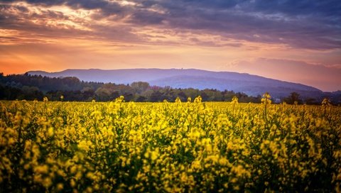 Обои цветы, природа, поле, flowers, nature, field разрешение 2880x1728 Загрузить