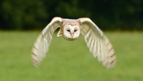 Обои сова, полет, птица, сипуха, owl, flight, bird, the barn owl разрешение 3049x2031 Загрузить