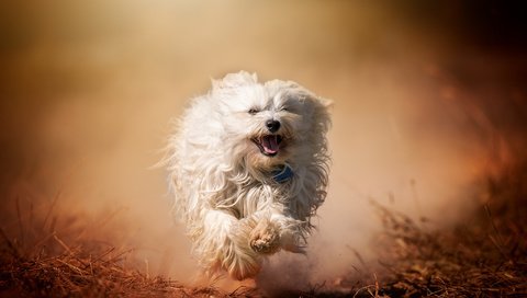 Обои собака, бег, гаванский бишон, болонка, бишон, ralf bitzer, dog, running, the havanese, lapdog, bichon разрешение 2048x1365 Загрузить