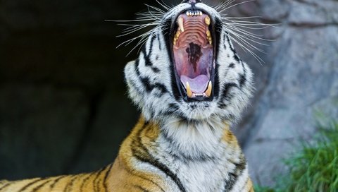 Обои тигр, морда, клыки, пасть, зевает, дикая кошка, амурский тигр, tiger, face, fangs, mouth, yawns, wild cat, the amur tiger разрешение 2560x1600 Загрузить