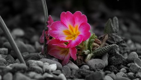 Обои цветы, камни, серое, flowers, stones, grey разрешение 4272x2848 Загрузить