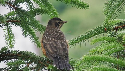 Обои природа, ветки, птица, клюв, ель, еловая ветка, nature, branches, bird, beak, spruce, spruce branch разрешение 2048x1536 Загрузить