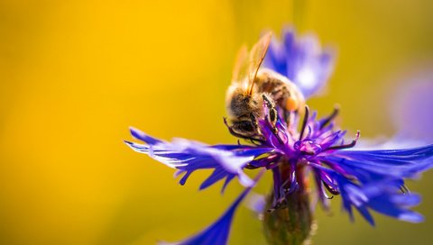 Обои макро, насекомое, цветок, пчела, василек, macro, insect, flower, bee, cornflower разрешение 2048x1365 Загрузить