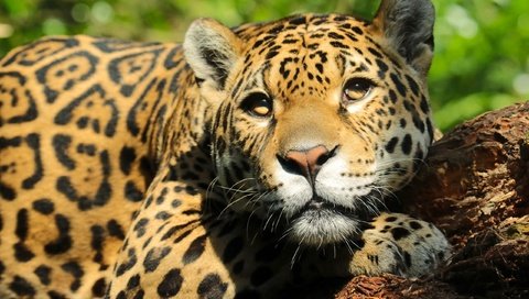 Обои морда, взгляд, ягуар, face, look, jaguar разрешение 2560x1729 Загрузить