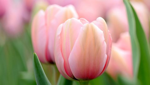 Обои цветы, макро, весна, тюльпаны, розовые, боке, flowers, macro, spring, tulips, pink, bokeh разрешение 2048x1356 Загрузить