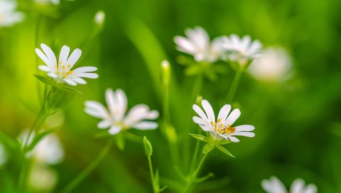 Обои цветы, трава, лепестки, растение, flowers, grass, petals, plant разрешение 2048x1305 Загрузить