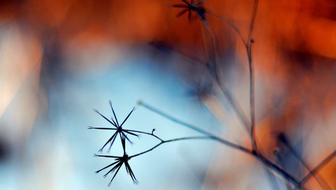 Обои трава, природа, осень, растение, grass, nature, autumn, plant разрешение 2048x1326 Загрузить