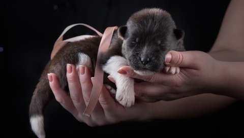 Обои щенок, малыш, бантик, кроха, акита, puppy, baby, bow, akita разрешение 3000x1927 Загрузить