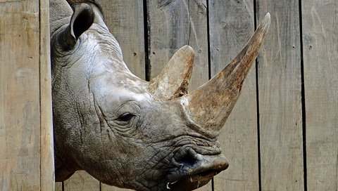 Обои морда, фон, носорог, зоопарк, face, background, rhino, zoo разрешение 1920x1200 Загрузить