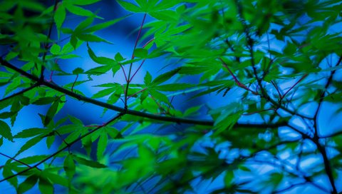 Обои дерево, листья, ветки, японский клен, tree, leaves, branches, japanese maple разрешение 2048x1365 Загрузить