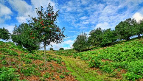 Обои небо, деревья, пейзаж, склон, тропинка, рябина, the sky, trees, landscape, slope, path, rowan разрешение 2880x1620 Загрузить